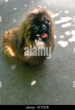 Un soffice cane pekinese, con cani da sole sullo sfondo Foto Stock