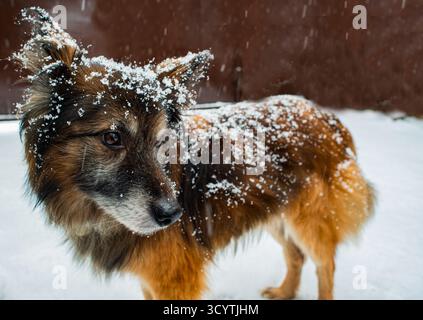 Un cane fuffy in nevicata Foto Stock