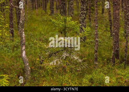 Un piccolo abete rosso cresce tra muschio ed erba in una fitta foresta lungo il Riisa Trail nel Parco Nazionale di Soomaa, in Estonia. Foto Stock