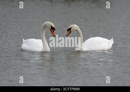 Uomo e donna Mute Swan-Cygnus olor. Foto Stock