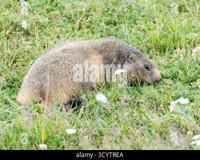Marmotta alpina (Marmota marmota) in un prato alpino fiorito, Tignes, Alpi francesi, fotografia di fauna selvatica. Foto Stock