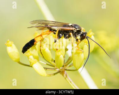 Vespa parassitoide Ichneumoninae con addome arancione e nero, Tignes, Alpi francesi. Foto Stock