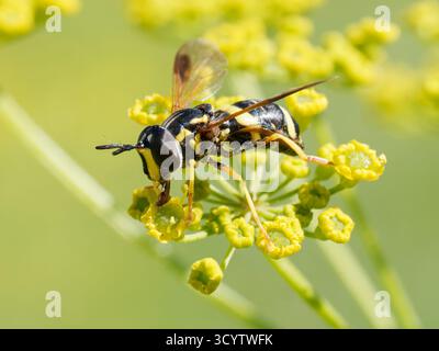 Chrysotoxum bicinctum su fiori di Ombellifero giallo, Tigne, Alpi francesi. Foto Stock