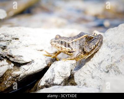 Rana temporaria (rana comune) che poggia su rocce alpine vicino a un torrente di montagna a Tignes, Alpi francesi. Foto Stock