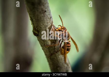 Un calabrone stuzzica e mangia la corteccia di un ramo di un albero lilla, in Germania Foto Stock