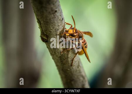 Un calabrone stuzzica e mangia la corteccia di un ramo di un albero lilla, in Germania Foto Stock