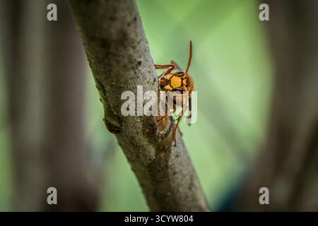 Un calabrone stuzzica e mangia la corteccia di un ramo di un albero lilla, in Germania Foto Stock