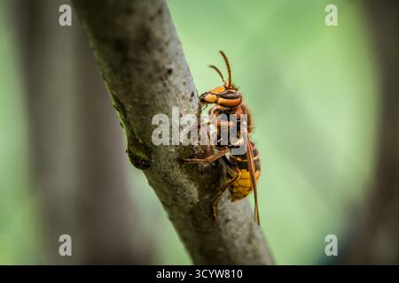 Un calabrone stuzzica e mangia la corteccia di un ramo di un albero lilla, in Germania Foto Stock