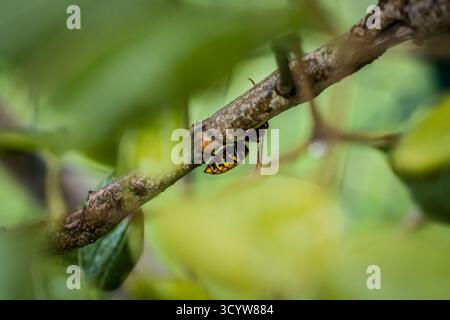 Un calabrone stuzzica e mangia la corteccia di un ramo di un albero lilla, in Germania Foto Stock