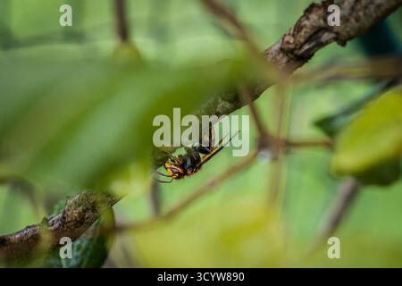 Un calabrone stuzzica e mangia la corteccia di un ramo di un albero lilla, in Germania Foto Stock