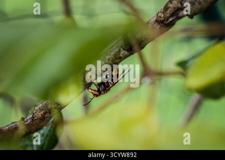 Un calabrone stuzzica e mangia la corteccia di un ramo di un albero lilla, in Germania Foto Stock