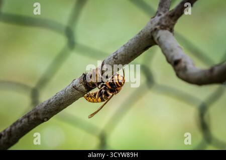 Un calabrone stuzzica e mangia la corteccia di un ramo di un albero lilla, in Germania Foto Stock