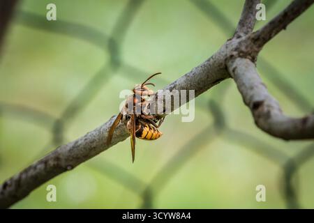 Un calabrone stuzzica e mangia la corteccia di un ramo di un albero lilla, in Germania Foto Stock