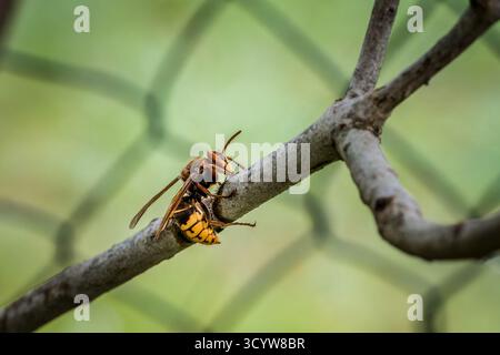 Un calabrone stuzzica e mangia la corteccia di un ramo di un albero lilla, in Germania Foto Stock