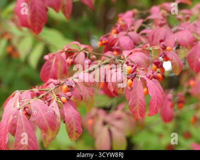 Macro primo piano di foglie rosa vibranti e capsule di semi arancioni su un cespuglio ardente alato invasivo (Euonymus alatus) in autunno Foto Stock
