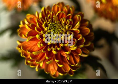 Un crisantemo giallo-arancio coperto da gocce d'acqua, che splende dolcemente alla luce naturale del giorno. Foto di alta qualità Foto Stock