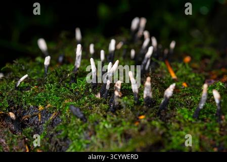 Fungo candelabro che cresce da un vecchio ceppo di albero marcio in un bosco del Regno Unito in autunno. Foto Stock