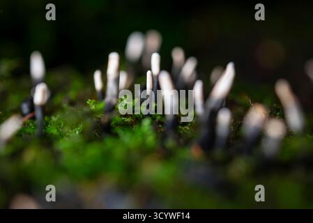 Fungo candelabro che cresce da un vecchio ceppo di albero marcio in un bosco del Regno Unito in autunno. Foto Stock