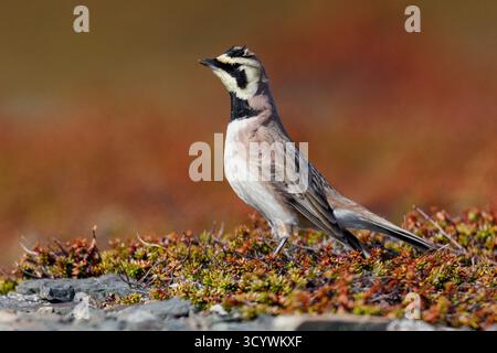 Shore Lark (Eremophila alpestris flava), vista laterale di un maschio adulto in piedi a terra, Finnmark, Norvegia Foto Stock