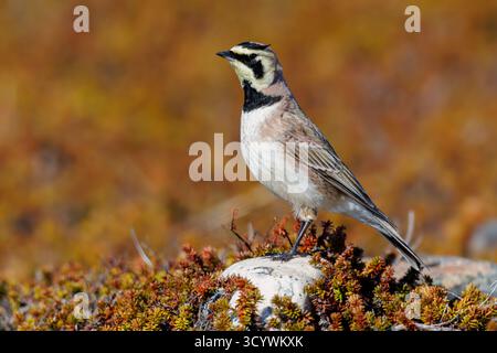 Shore Lark (Eremophila alpestris flava), vista laterale di un maschio adulto in piedi a terra, Finnmark, Norvegia Foto Stock