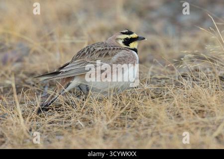 Shore Lark (Eremophila alpestris flava), vista laterale di un maschio adulto in piedi a terra, Finnmark, Norvegia Foto Stock