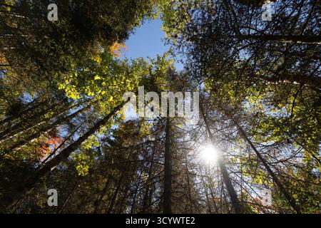 La luce del sole filtra tra gli alberi alti in una fitta foresta del Quebec, creando un baldacchino di foglie verdi e dorate. Foto Stock