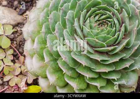 Immagine macro di un succulento verde che visualizza una geometria perfetta delle lamelle a spirale. Scattata con luce naturale, questa foto evidenzia la struttura della pianta, Foto Stock