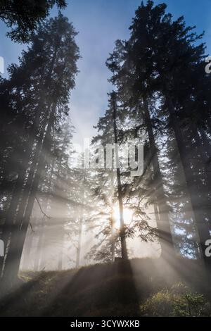 Wetterstein Mountains (Wettersteingebirge): Nebbia nella foresta, raggi di sole, alberi nella Tiroler Zugspitz Arena, Tirolo, Tirolo, Austria Foto Stock
