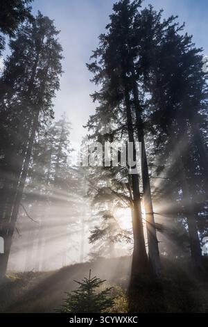 Wetterstein Mountains (Wettersteingebirge): Nebbia nella foresta, raggi di sole, alberi nella Tiroler Zugspitz Arena, Tirolo, Tirolo, Austria Foto Stock