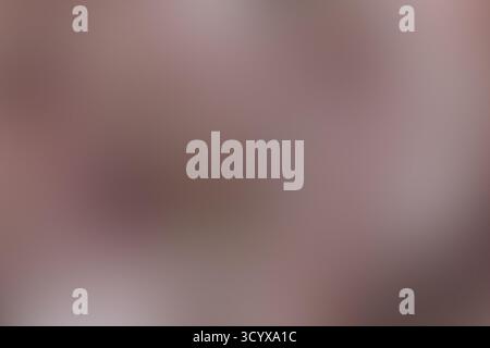 Densa Magnolia Tree in pieno fiore con petali rosa e bianchi Foto Stock