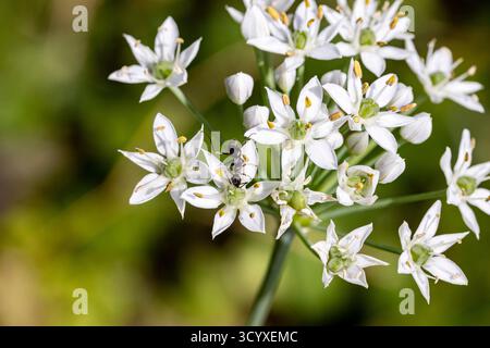 ANT su piccolo fiore bianco, in giardino, città di Yokote, Akita, Tohoku, Giappone, Asia orientale, Asia Foto Stock