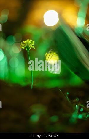 Fiore piccolo in verde. Piccolo fiore giallo su gambo sottile in erba verde brillante con sfondo bokeh. Foto Stock