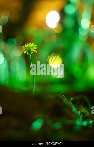 Fiore giallo nell'erba incandescente. Piccola fioritura gialla sullo stelo tra erba verde brillante ed effetti bokeh morbidi. Foto Stock