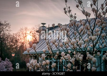 Un bellissimo albero di magnolia in piena fioritura, con delicati fiori bianchi. Foto Stock