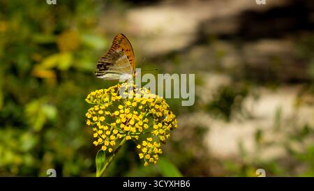 Fiore al finocchio giallo brillante con farfalla marrone chiaro Foto Stock