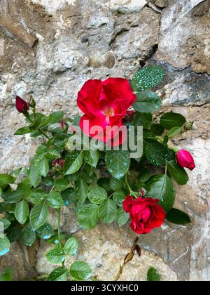 Rose rosse che sbocciano contro un vecchio muro di pietra Foto Stock