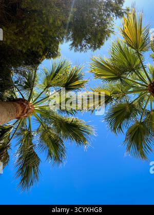 Palme al sole estivo viste dal basso Foto Stock