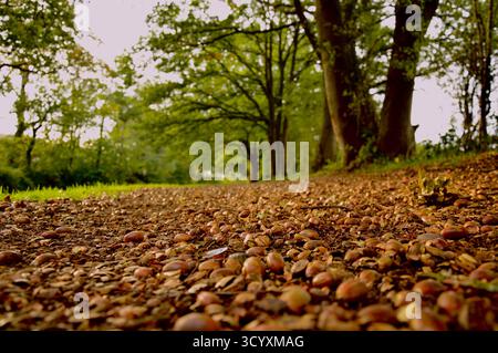 Percorso autunnale ricoperto di ghiande cadute Foto Stock