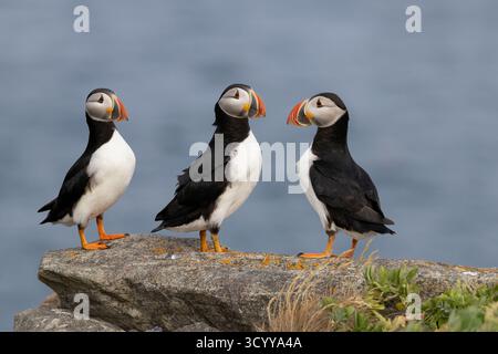 Trio di Puffins atlantici (Fratercula arctica), Terranova Foto Stock
