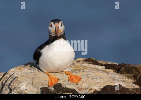 Atlantic Puffin (,Fratercula arctica), Terranova Foto Stock