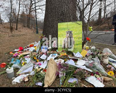 Memoriale tributo a Flaco the Owl a Central Park, New York, USA, con fiori, foto, e messaggi lasciati dai piangenti. Foto Stock
