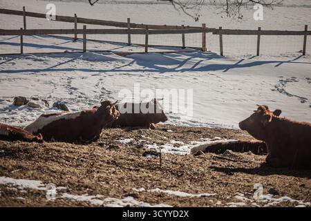 I bovini di Limousin si rilassano e pascolano in una soleggiata fattoria alpina in Slovenia, i loro cappotti rossastri contrastano con il pascolo innevato e gettano lunghe ombre accanto Foto Stock