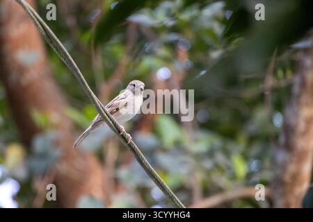 Un piccolo passero di casa è seduto su un filo metallico elettrico. Il nome scientifico del passero della casa è Passer domesticus. Foto Stock