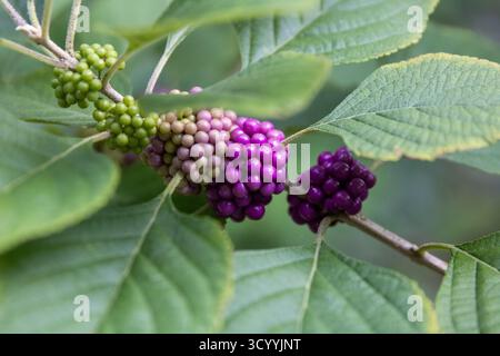 American Beautyberry Bush su una diramazione Foto Stock