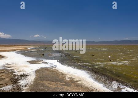I depositi di sale fiancheggiano il bordo del lago Magadi, ricco di minerali, all'interno del cratere di Ngorongoro, Tanzania, sotto un cielo limpido Foto Stock