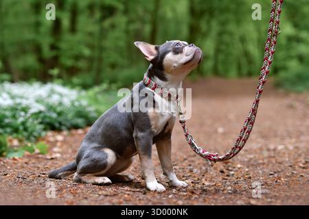 Bulldog francese con naso lungo e sano, coda, colletto paracordo e guinzaglio seduto nella foresta Foto Stock