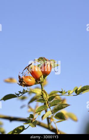 Rosa canina (rosa canina) su un ramo, contro un cielo blu, Wilnsdorf, Renania settentrionale-Vestfalia, Germania Foto Stock