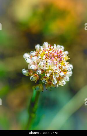 Ammasso di fiori selvatici in fiore, foto macro in primo piano di fiori sferici bianchi e rosa in fiore con sfondo naturale sfocato Foto Stock