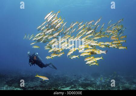 Il subacqueo osserva il grande barbel della scuola di Sharm, anche il barbel delle pinne gialle (Mulloidichthys vanicolensis), il Mar Arabico, l'Oceano Indiano, Mirbat, vicino a Salala, Dhofar Foto Stock