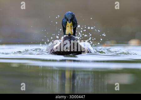 Due anatre attraversano la superficie dell'acqua, le gocce volano e la scena sembra energica, corallina (Anas platyrhynchos), fauna selvatica, Germania Foto Stock